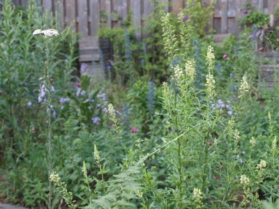 wilde planten - Wilde Reseda, Duizendblad en Slangenkruid in tuin met heemplanten